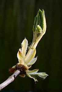 Horse chestnut leaves opening