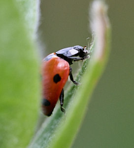 Close up of a ladybird