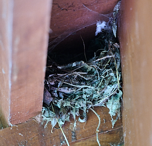 An unused wren's nest