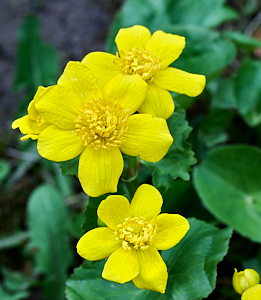 Vibrant yellow flowers