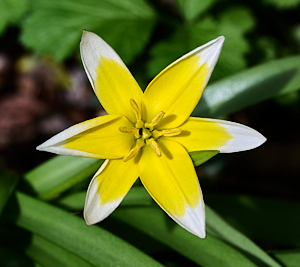 NAtive yellow and white tulip