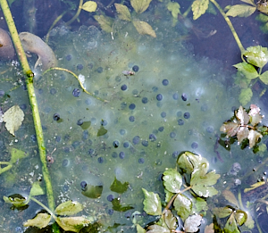 Some frog spawn
