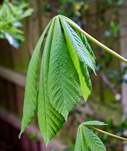 Open horse chestnut leaf