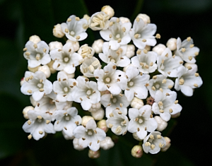 Group of white flowers on bush