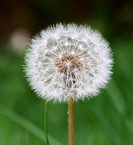 Close up of a dandelion seed head