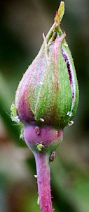 Rose bud with aphids