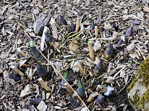 Hostas appearing above ground