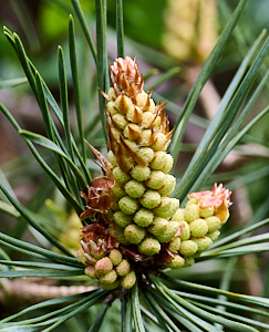 Closew up of fir cone