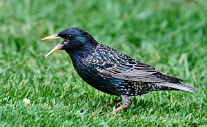 Starling with beak open on ground