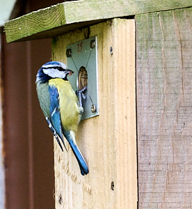 Blue tit going into nest box with insect