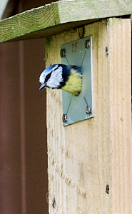 Blue tit leaving nest box