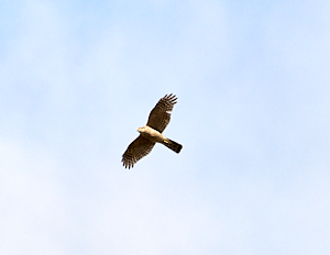 High flying femal Sparrowhawk