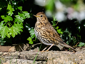 Song thrush standing on wall