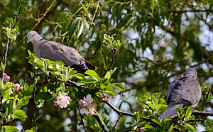 Collared doves in tree