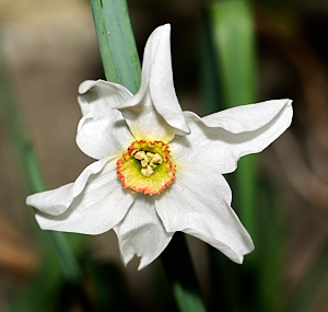 Close up of white and yellow flower