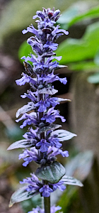 Close up of bugle flowers