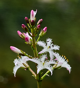 White flower form pond plant