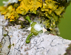 Mistletoe seed  with suckers
