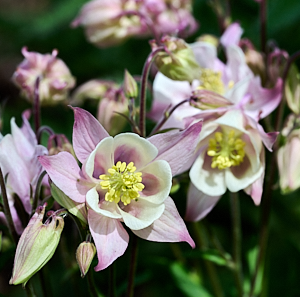Close up of pink and whitge aquilegia