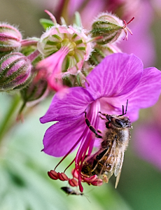 Bee feeding on flower