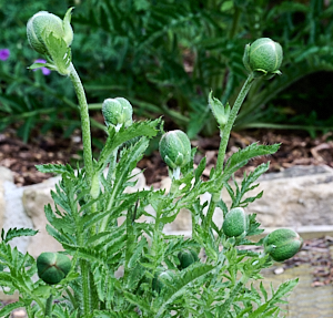 Group of poppies waiting to flower