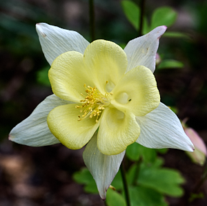 Close up of white nad yellow aquilegia flower