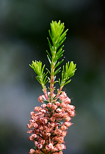 New growth on top of heather
