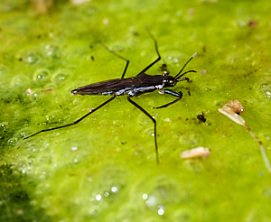 Water boatman on pond weed