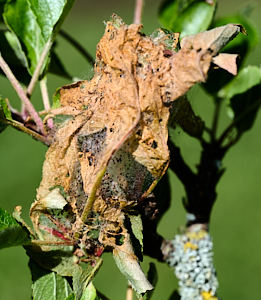 Insect infestation in apple tree