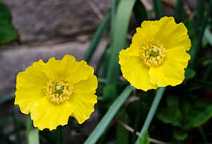 Small yellow poppies