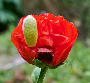 Red poppy just opened