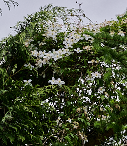 WHite clematis growing up into a tree