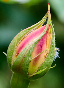 Red & yellow rose bud waiting to bloom