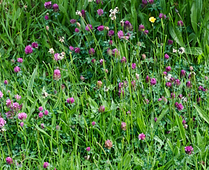 Patch of red clover in lawn