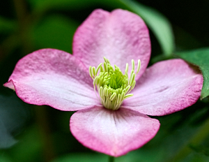 Close up of Clematis Frieda flower