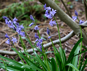 Bleubells in flower