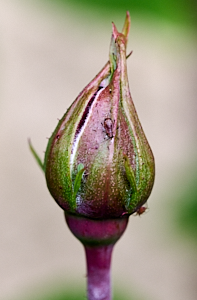 Unopened rose bud with aphids