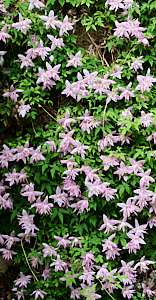 Wall of clematis in flower