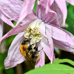 Bee feeding on clematis