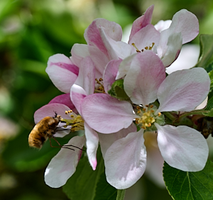 Bee feeding on apple blossom