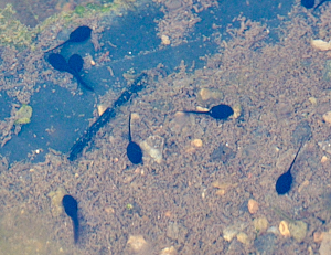 Tadpoles swimming