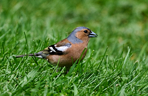 Male chaffinch on grass