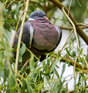 Wood pigeon with attitude on branch