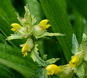 Yellow rattle close up