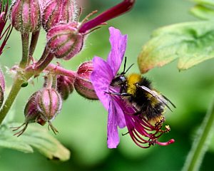 Bee feeding on mauve flower