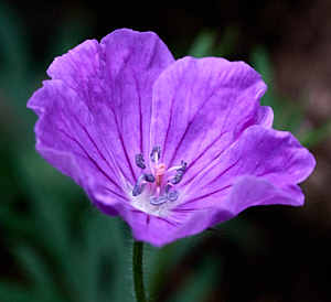 Mauve gernaium flower