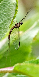 Mayfly on apple leaf
