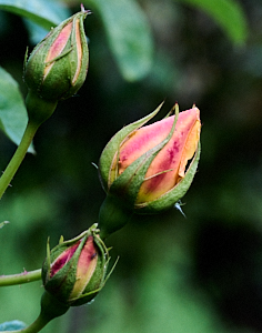 Yellow and red rose about to flower