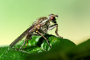 Close up side view of fly