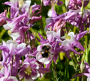 Bee feeding on aquilegia